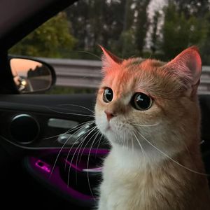 需求销售小鲤导航
